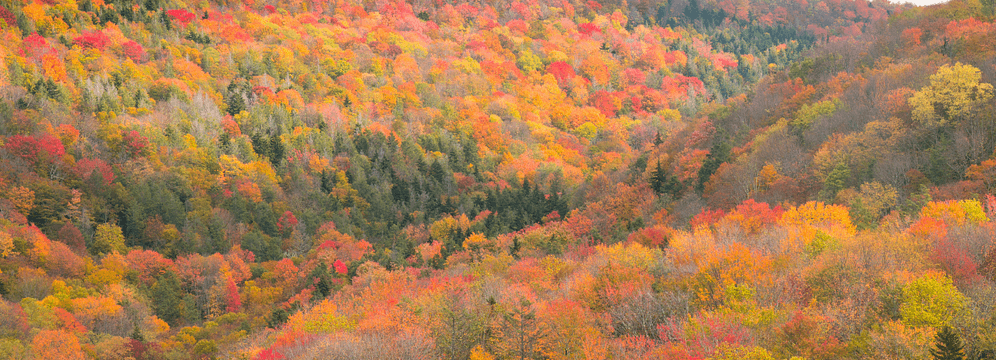 West virginia oral health technology initiative