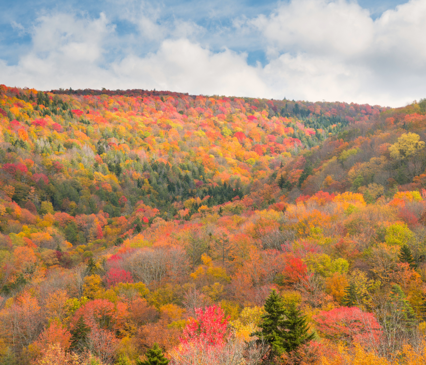 West Virginia Oral Health Technology Initiative